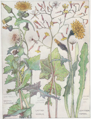 Common Sow-thistle, Ivy-leaved Lettuce, Rough Hawkbit